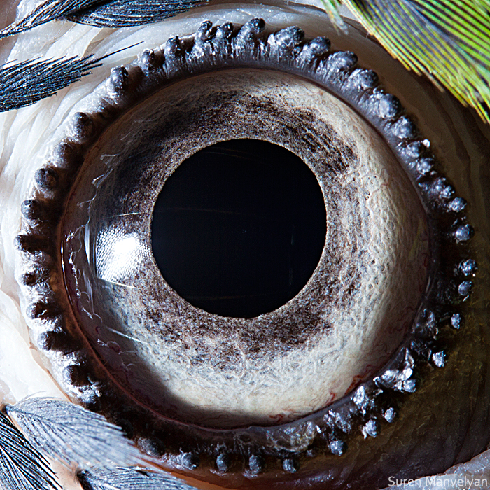 Blue-yellow macaw parrot by Suren Manvelyan Blue-yellow macaw parrot by Suren Manvelyan