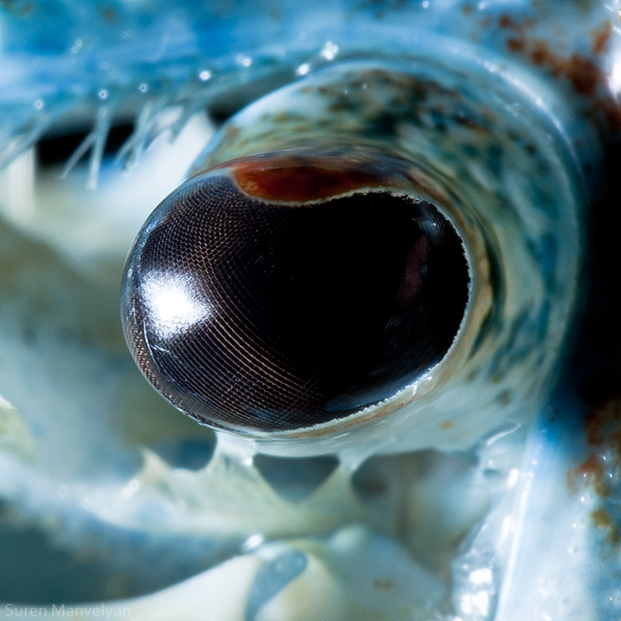 Blue crayfish by Suren Manvelyan Blue crayfish by Suren Manvelyan