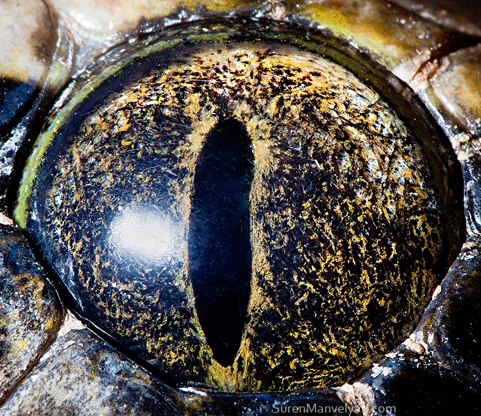 Tiger python (non albino) by Suren Manvelyan Tiger python (non albino) by Suren Manvelyan