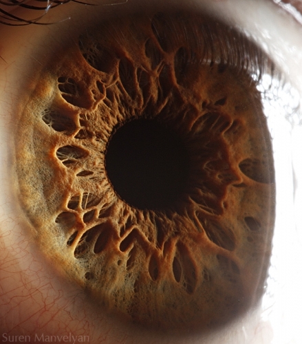 Human Eye