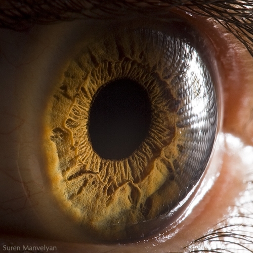 Human Eye