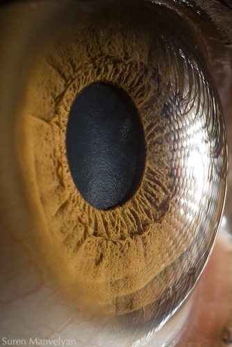 Human Eye Human Eye