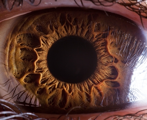 Human Eye