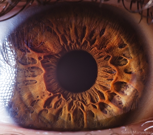 Human Eye