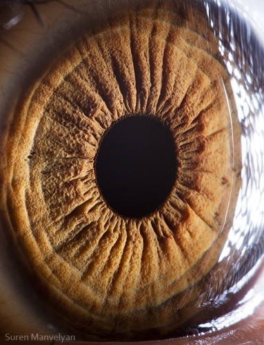 Human Eye