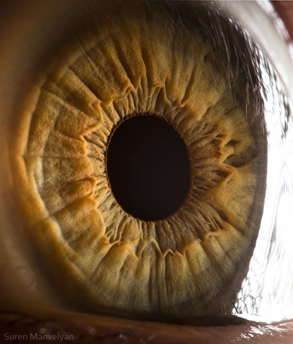 Human Eye