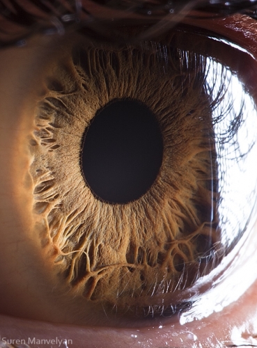 Human Eye