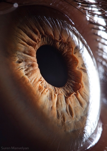 Human Eye