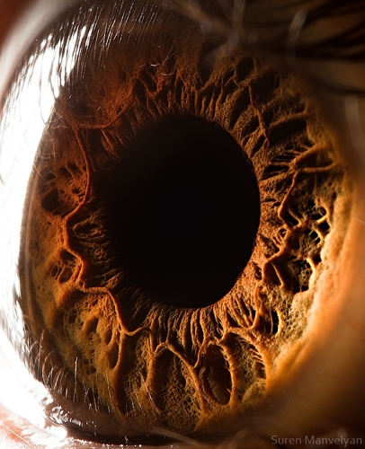 Human Eye