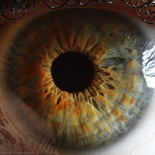 Human Eye