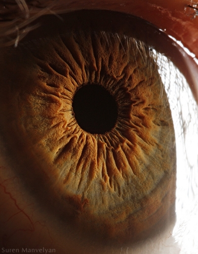 Human Eye