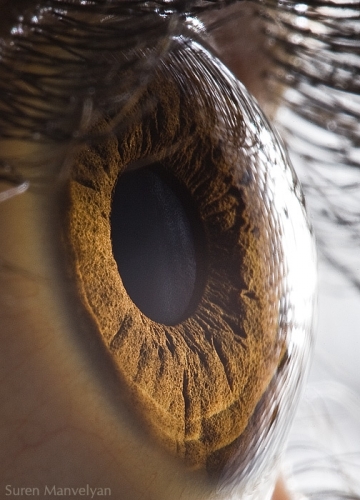 Human Eye Human Eye