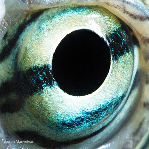 Close-up photos of animal eyes