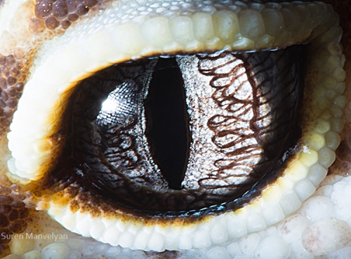 Animal Eyes