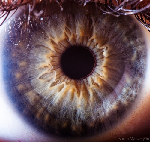 Human Eye 1