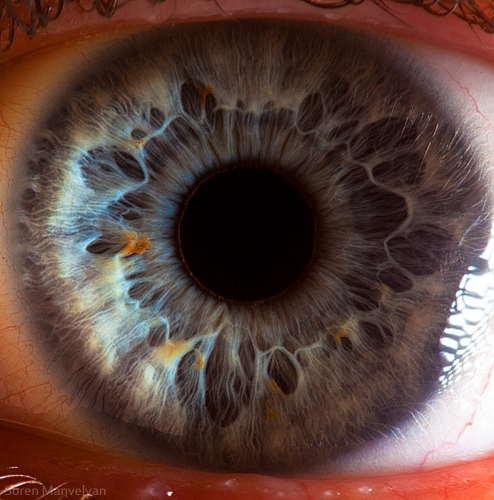 Human Eye 9