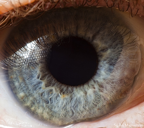 Human Eye 10